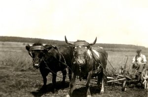 Fam. Peter aus Leckringhausen bei der Feldarbeit mit Kuhgespann